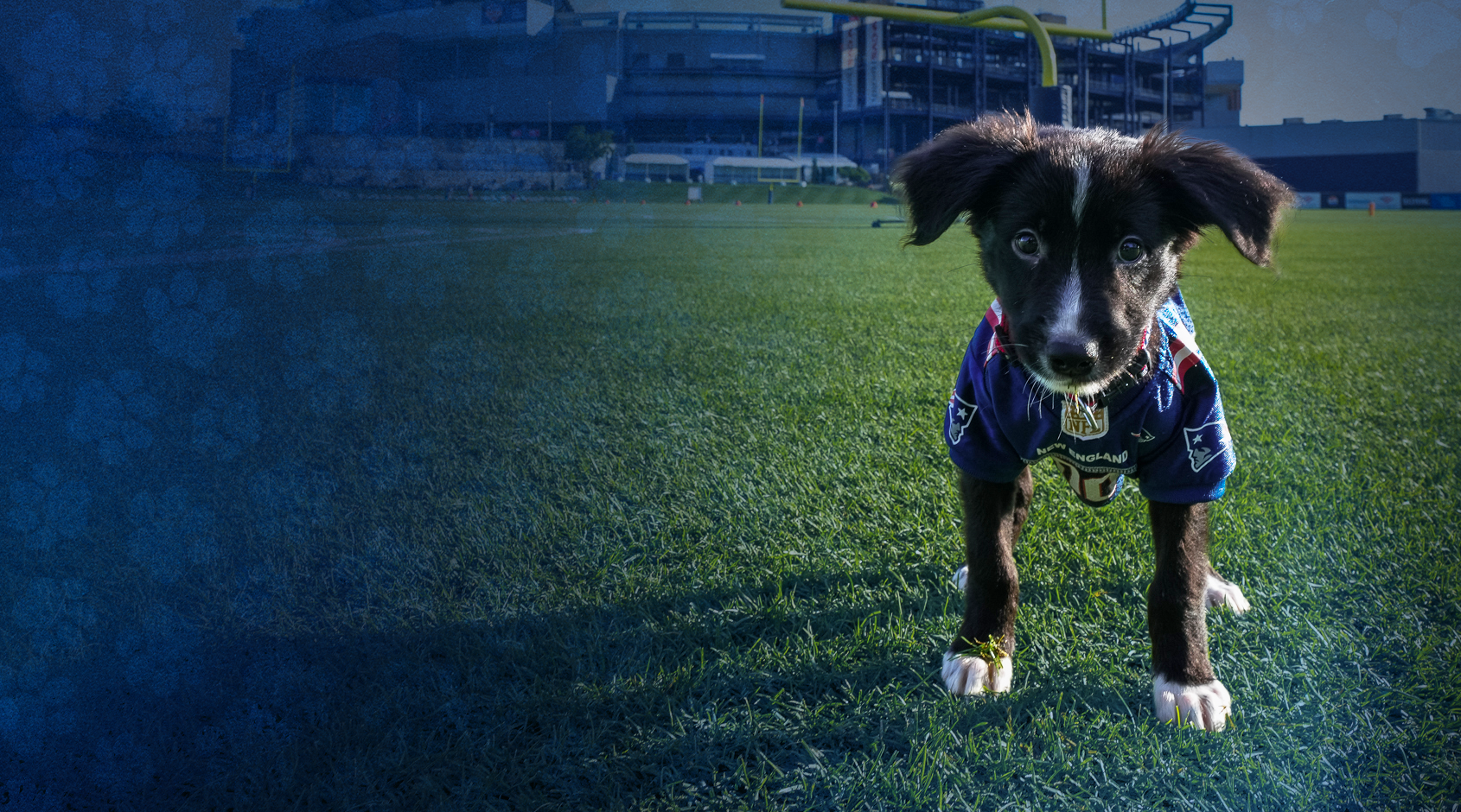Dog wearing a blue jersey on a grassy field with stadium in the background